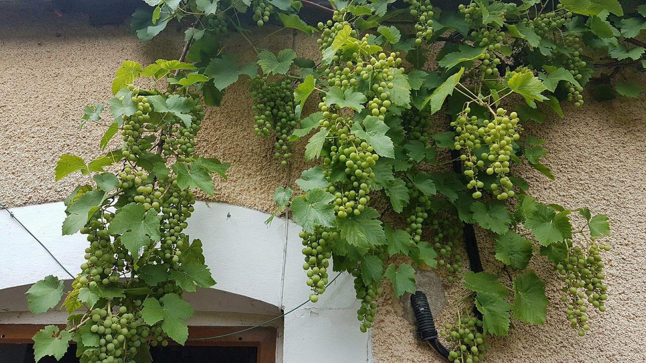 مبيت وإفطار La Pouillyzotte المظهر الخارجي الصورة